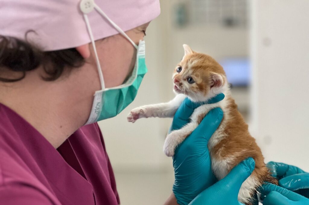 Babykatze