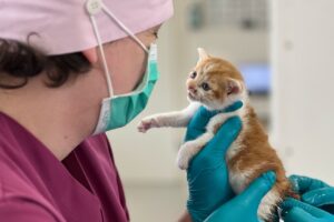 Babykatze