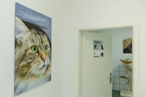 Flur zum Behandlungsraum Katze