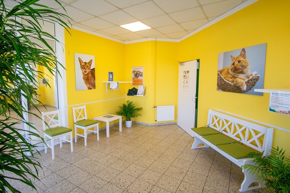 Katzenwartezimmer