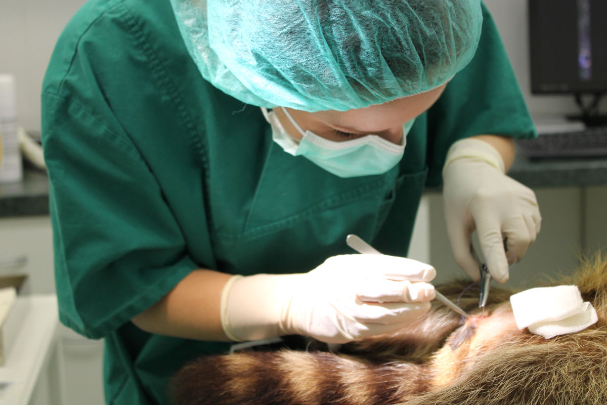 Jobs für Tierärzte & TFA in Halle und Löbejün | Kleintierpraxis Dr. Strauss